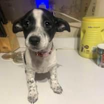 Thumbnail photo of cookie #4