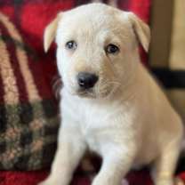 Thumbnail photo of Dolly Pup - Felicity #1