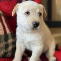 Thumbnail photo of Dolly Pup - Felicity #2