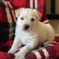Thumbnail photo of Dolly Pup - Julie #1