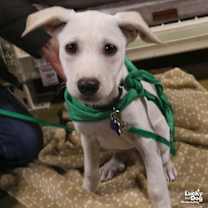 Thumbnail photo of Flavia #3