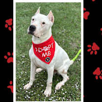 Thumbnail photo of Winston #1