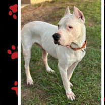 Thumbnail photo of Winston #2