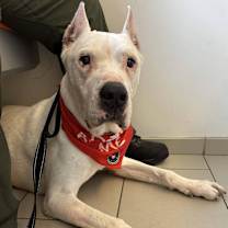 Thumbnail photo of Winston #4