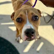 Thumbnail photo of Poochie IZ #1