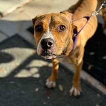 Thumbnail photo of Poochie IZ #2