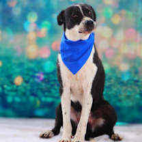 Thumbnail photo of Bobby JuM #1