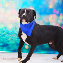 Thumbnail photo of Bravo JuM* #1