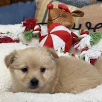 Thumbnail photo of Custard #1