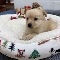 Thumbnail photo of Custard #2