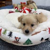 Thumbnail photo of Custard #3