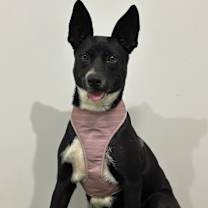 Thumbnail photo of Amber #2