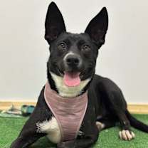 Thumbnail photo of Amber #3