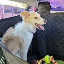 Thumbnail photo of Zuko #1