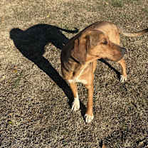 Thumbnail photo of Copper #1