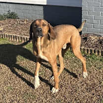 Thumbnail photo of Copper #2