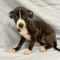 Thumbnail photo of Bay Leaf #3