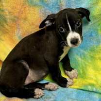 Thumbnail photo of Bay Leaf #4