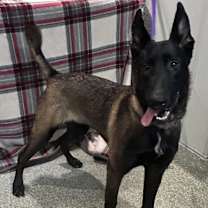 Thumbnail photo of Wrangler* #1