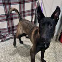 Thumbnail photo of Wrangler* #2