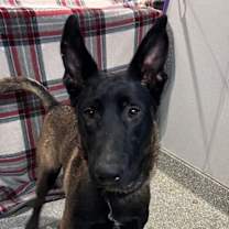 Thumbnail photo of Wrangler* #3