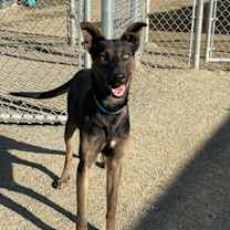 Thumbnail photo of Blue* #2