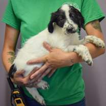 Thumbnail photo of Harris #2