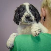 Thumbnail photo of Harris #4