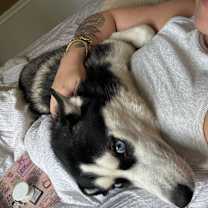 Thumbnail photo of Ommi #4