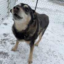 Thumbnail photo of Nova #4