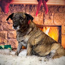 Thumbnail photo of Willow #1