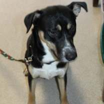 Thumbnail photo of Hank #2