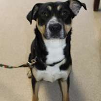 Thumbnail photo of Hank #3