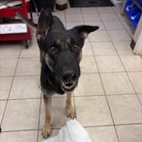 Thumbnail photo of Hefty Hefty Hefty** #1