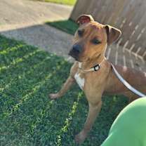 Thumbnail photo of Calla (Underdog) #1