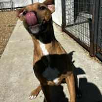 Thumbnail photo of Calla (Underdog) #2