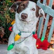 Thumbnail photo of Lucky #1