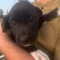 Thumbnail photo of Buddy #3