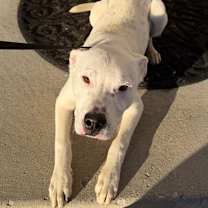 Thumbnail photo of Fix-It-Felix #2