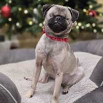 Thumbnail photo of Butterbean #2