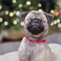 Thumbnail photo of Butterbean #3