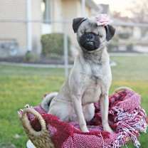 Thumbnail photo of Butterbean #4