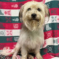 Thumbnail photo of 251843  Oreo #1