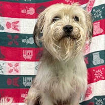 Thumbnail photo of 251843  Oreo #2