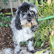 Thumbnail photo of Pepper #1