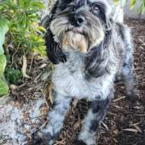 Thumbnail photo of Pepper #3