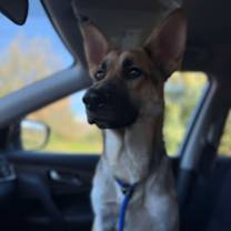 Thumbnail photo of Woody #3