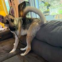 Thumbnail photo of Woody #4