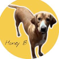 Thumbnail photo of Honeybee #1