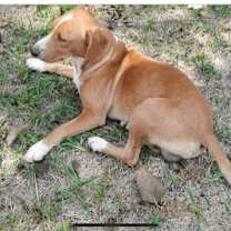 Thumbnail photo of Honeybee #2